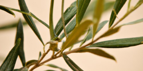 Bladder Infection: OLE (Olive Leaf Extract)